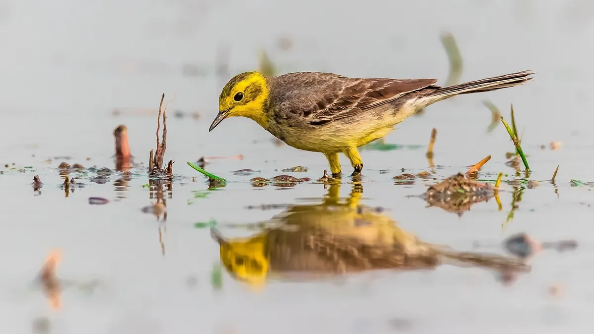 A Beginner's Guide to Ethical Wildlife Photography in the UK