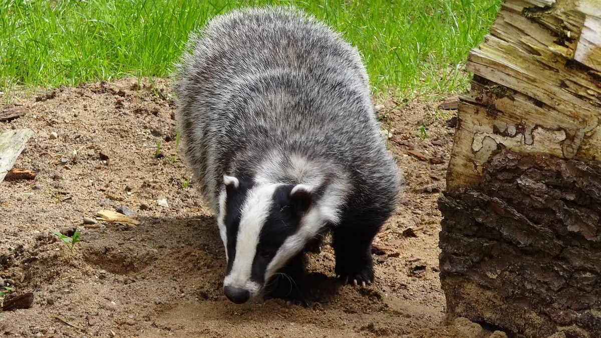 Badger Watching for Beginners: When, Where and How to Stay Hidden