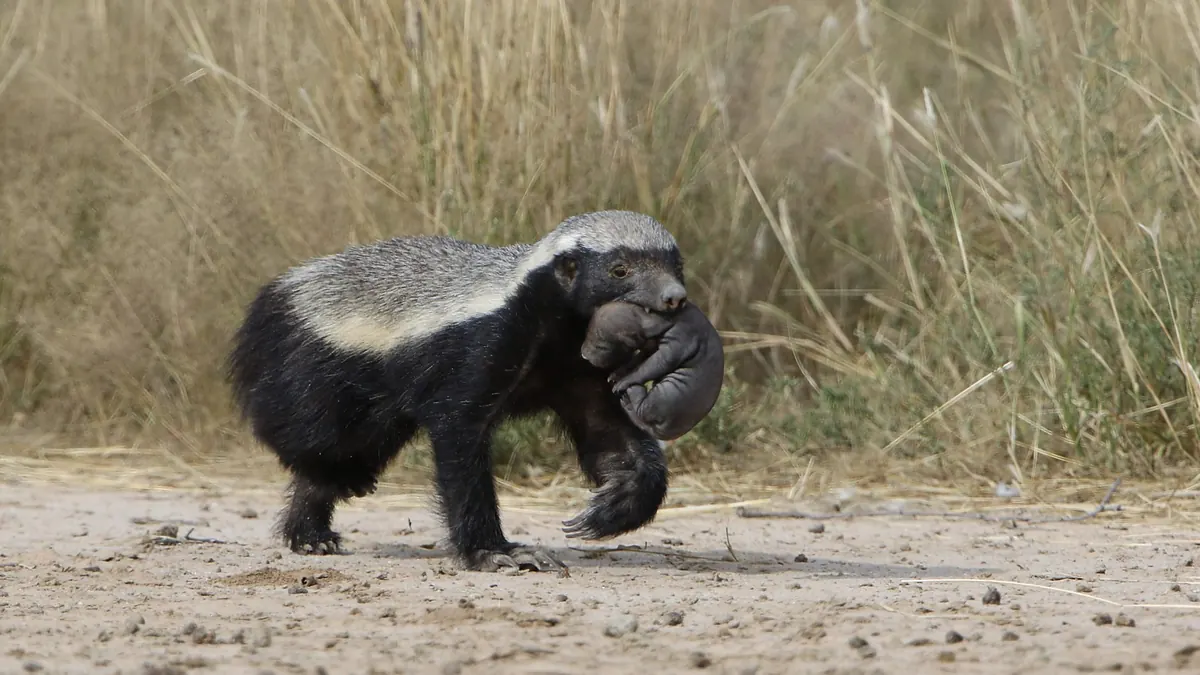 Bovine TB and Badgers: An Explainer for Concerned Wildlife Watchers