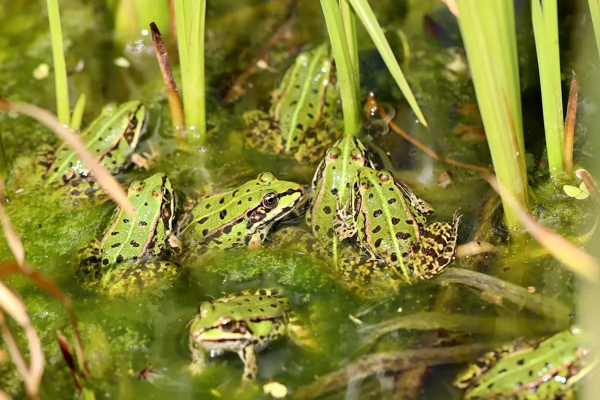 Comparing Wildlife Ponds: Which Size and Style Suits Your Garden?