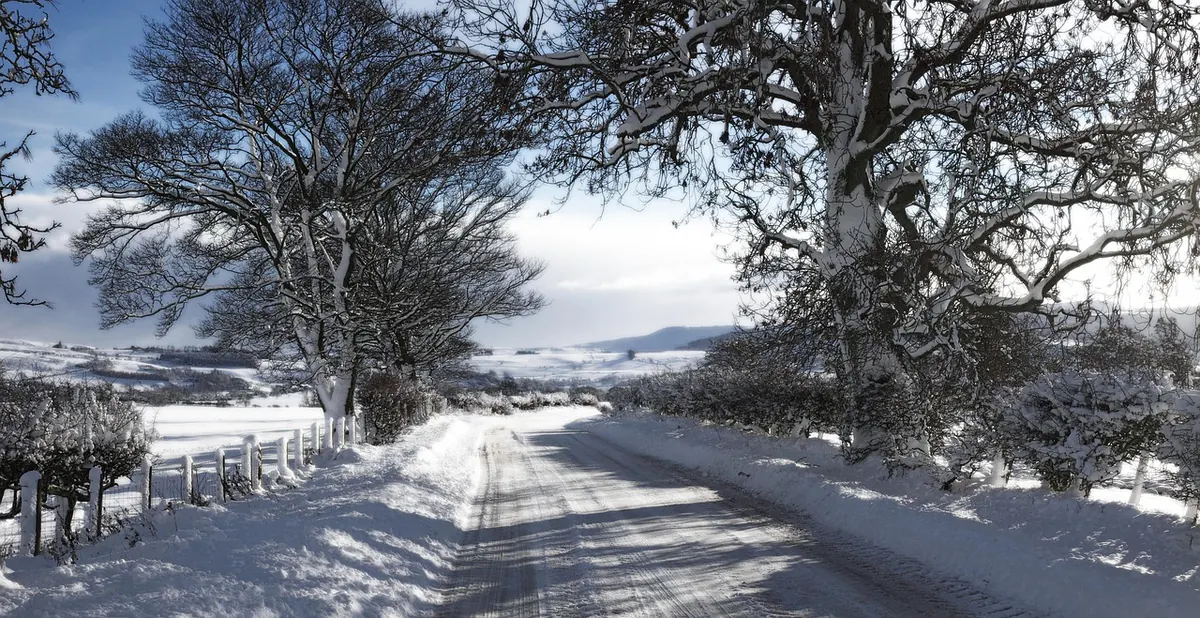 Hedgerows for Wildlife: A Seasonal Planting and Management Checklist