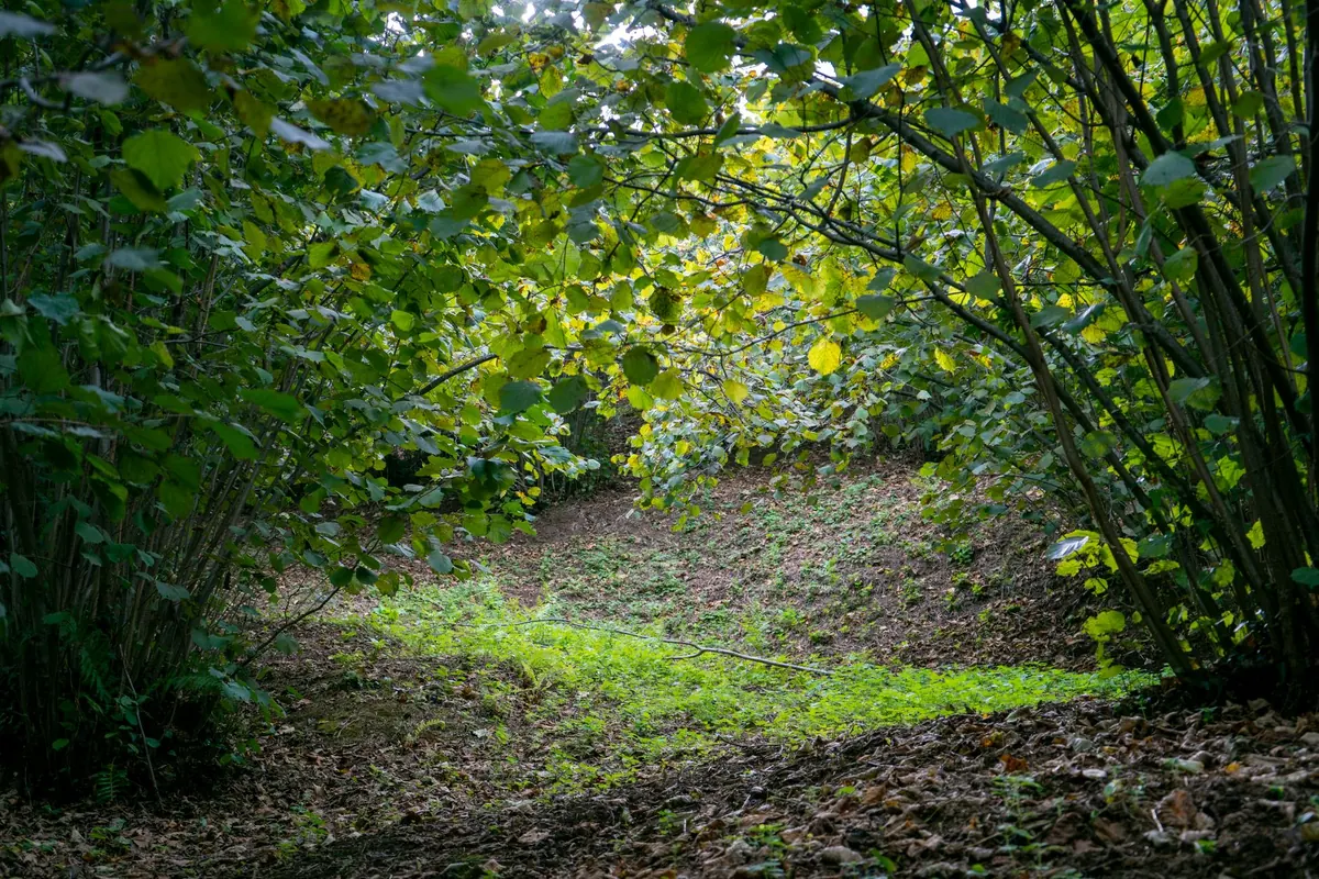 How to Identify Badger Setts Safely: A Beginner's Guide